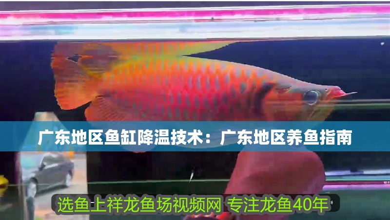 廣東地區魚缸降溫技術：廣東地區養魚指南