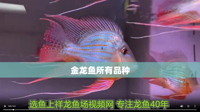 金龍魚(yú)所有品種