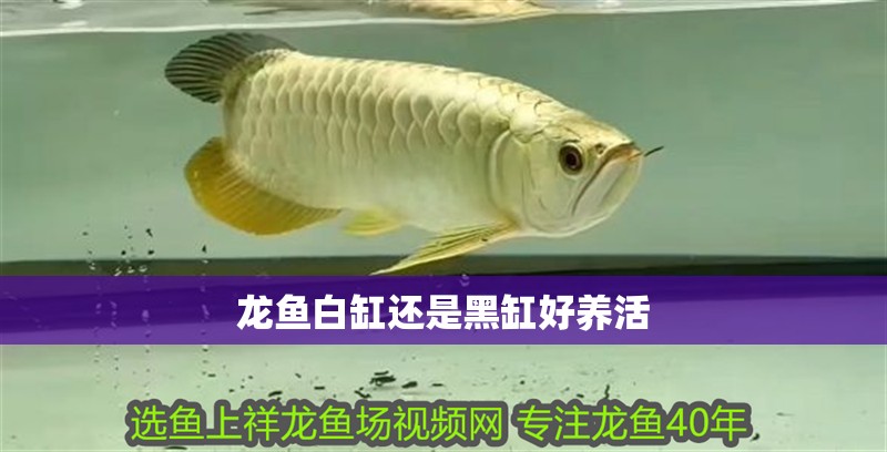 龍魚白缸還是黑缸好養(yǎng)活