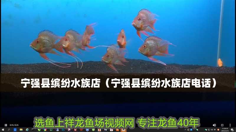 寧強(qiáng)縣繽紛水族店（寧強(qiáng)縣繽紛水族店電話）