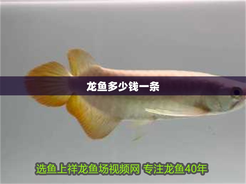 龍魚多少錢一條 龍魚多少錢一條 龍魚百科 第2張