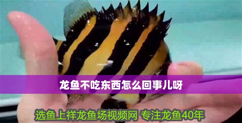 龍魚不吃東西怎么回事兒呀 龍魚百科 第2張 龍魚不吃東西怎么回事兒呀 龍魚不吃東西怎么回事兒呀 龍魚百科 第2張