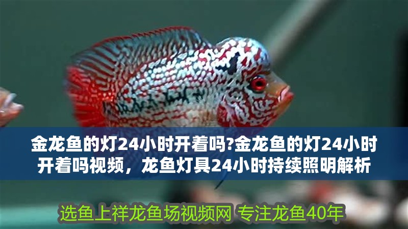 金龍魚的燈24小時開著嗎?金龍魚的燈24小時開著嗎視頻，龍魚燈具24小時持續(xù)照明解析
