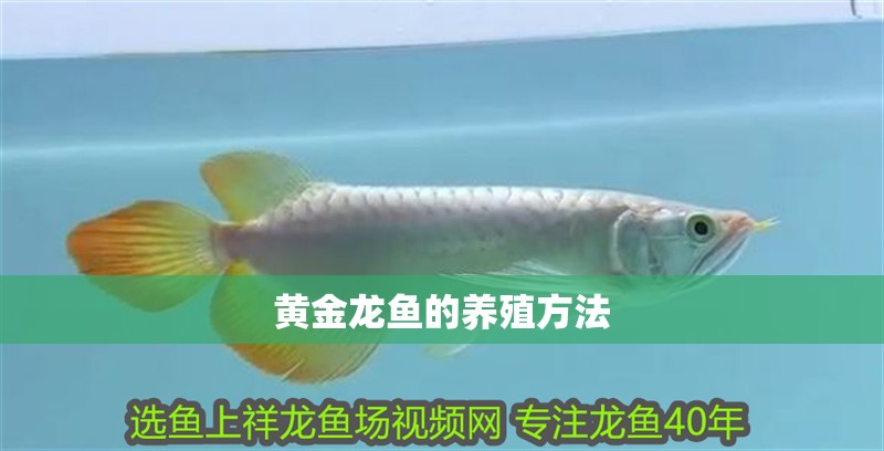 黃金龍魚的養(yǎng)殖方法 龍魚百科 第2張 黃金龍魚的養(yǎng)殖方法 黃金龍魚的養(yǎng)殖方法 龍魚百科 第2張