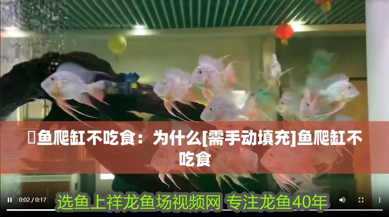 魟魚爬缸不吃食：為什么[需手動填充]魚爬缸不吃食