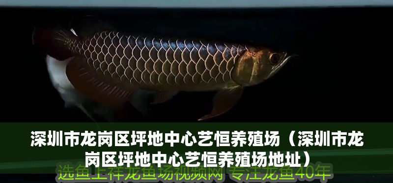 深圳市龍崗區坪地中心藝恒養殖場（深圳市龍崗區坪地中心藝恒養殖場地址） 深圳市龍崗區坪地中心藝恒養殖場（深圳市龍崗區坪地中心藝恒養殖場地址） 全國水族館企業名錄 第2張