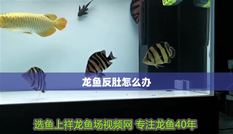龍魚反肚怎么辦
