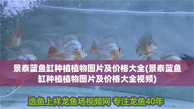 景泰藍魚缸種植植物圖片及價格大全(景泰藍魚缸種植植物圖片及價格大全視頻)
