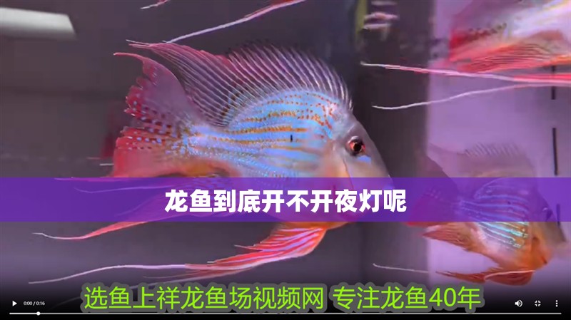 龍魚到底開不開夜燈呢