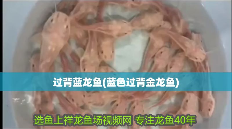 過背藍(lán)龍魚(藍(lán)色過背金龍魚)