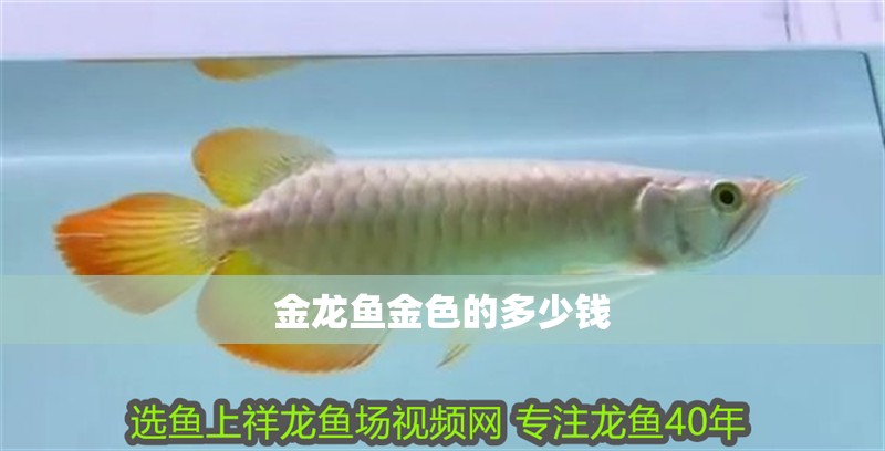 金龍魚金色的多少錢