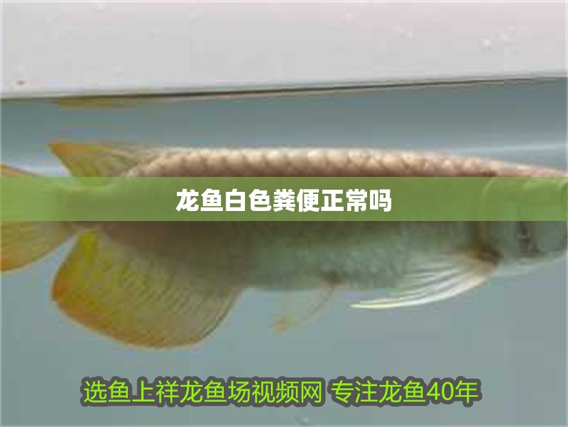 龍魚白色糞便正常嗎