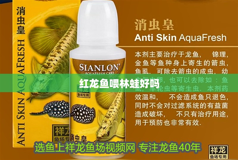 紅龍魚喂林蛙好嗎