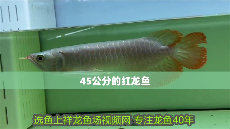 45公分的紅龍魚