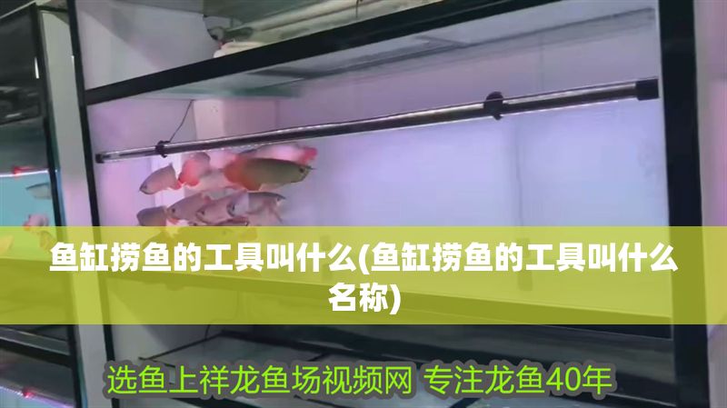 魚缸撈魚的工具叫什么(魚缸撈魚的工具叫什么名稱) 元寶鳳凰魚百科 第1張 魚缸撈魚的工具叫什么(魚缸撈魚的工具叫什么名稱) 魚缸撈魚的工具叫什么(魚缸撈魚的工具叫什么名稱) 元寶鳳凰魚百科 第1張