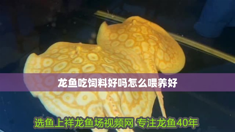 龍魚吃飼料好嗎怎么喂養(yǎng)好