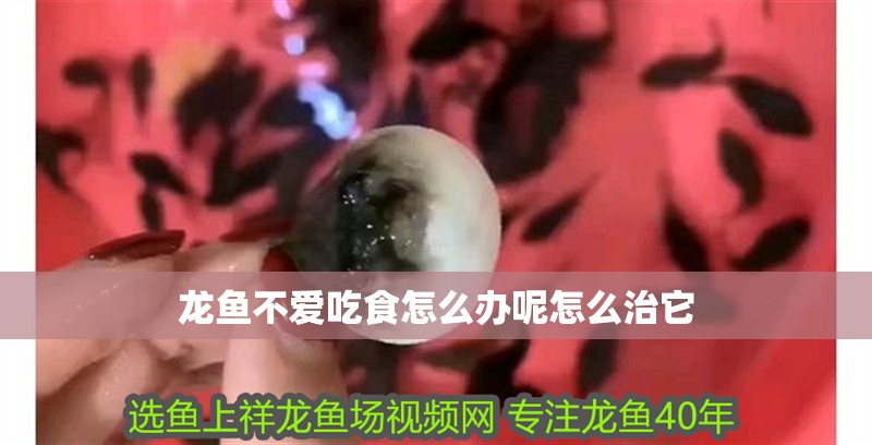 龍魚不愛吃食怎么辦呢怎么治它