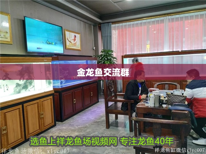金龍魚交流群 金龍魚交流群 龍魚百科 第2張