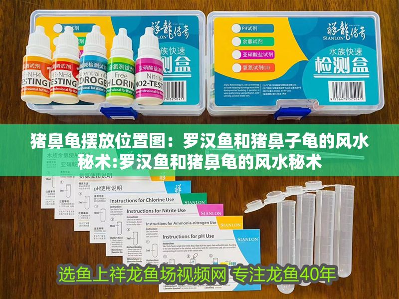 豬鼻龜擺放位置圖：羅漢魚和豬鼻子龜的風水秘術:羅漢魚和豬鼻龜的風水秘術