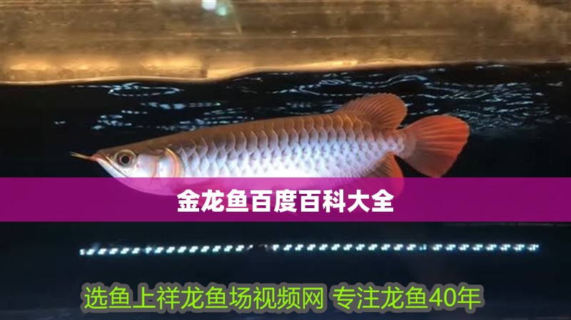 金龍魚百度百科大全