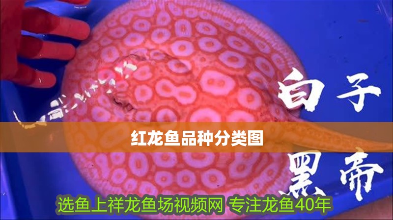 紅龍魚品種分類圖