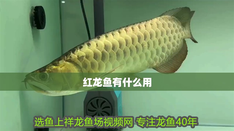 紅龍魚有什么用