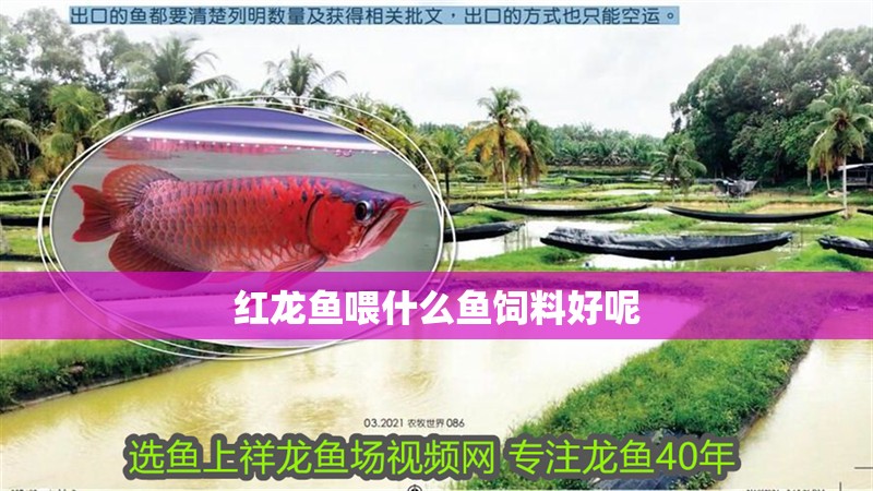 紅龍魚喂什么魚飼料好呢 紅龍魚喂什么魚飼料好呢 龍魚百科 第2張