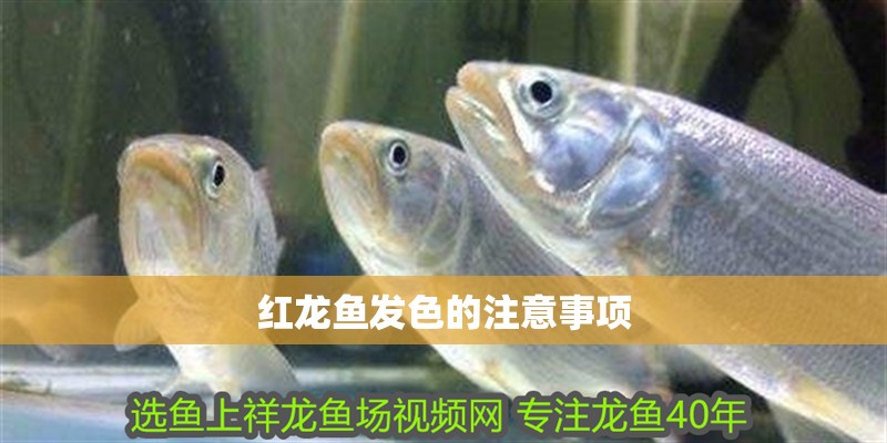 紅龍魚發(fā)色的注意事項(xiàng)