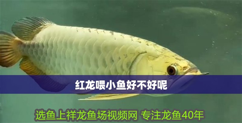 紅龍喂小魚好不好呢