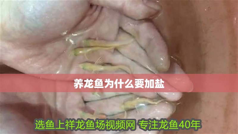 養(yǎng)龍魚(yú)為什么要加鹽