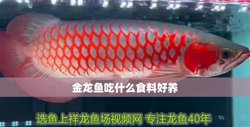 金龍魚吃什么食料好養