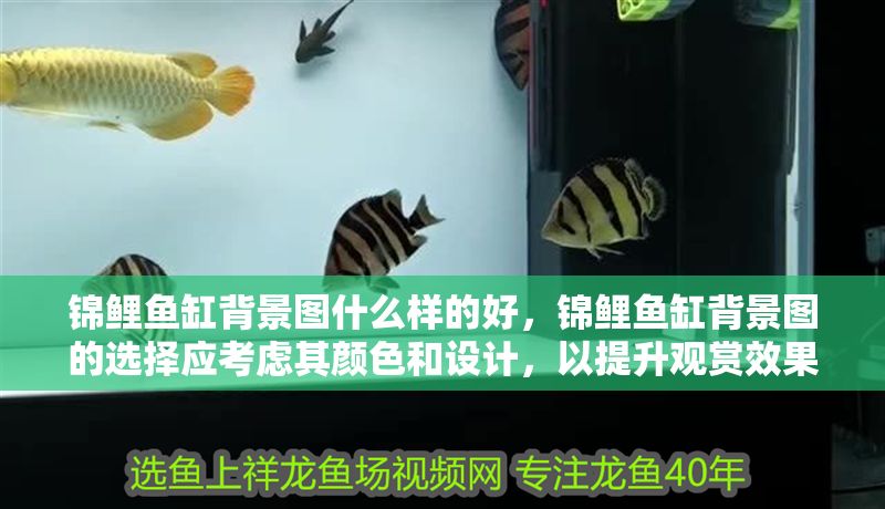 錦鯉魚缸背景圖什么樣的好，錦鯉魚缸背景圖的選擇應考慮其顏色和設計，以提升觀賞效果并營造舒適環(huán)境