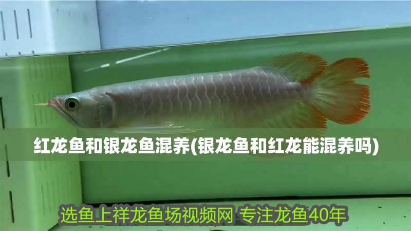 鸚鵡魚(yú)和銀龍魚(yú)混養(yǎng)怎樣喂食 紅龍魚(yú)和銀龍魚(yú)混養(yǎng)(銀龍魚(yú)和紅龍能混養(yǎng)嗎) 銀龍魚(yú)百科 紅龍魚(yú)和銀龍魚(yú)混養(yǎng)(銀龍魚(yú)和紅龍能混養(yǎng)嗎) 紅龍魚(yú)和銀龍魚(yú)混養(yǎng)(銀龍魚(yú)和紅龍能混養(yǎng)嗎) 銀龍魚(yú)百科