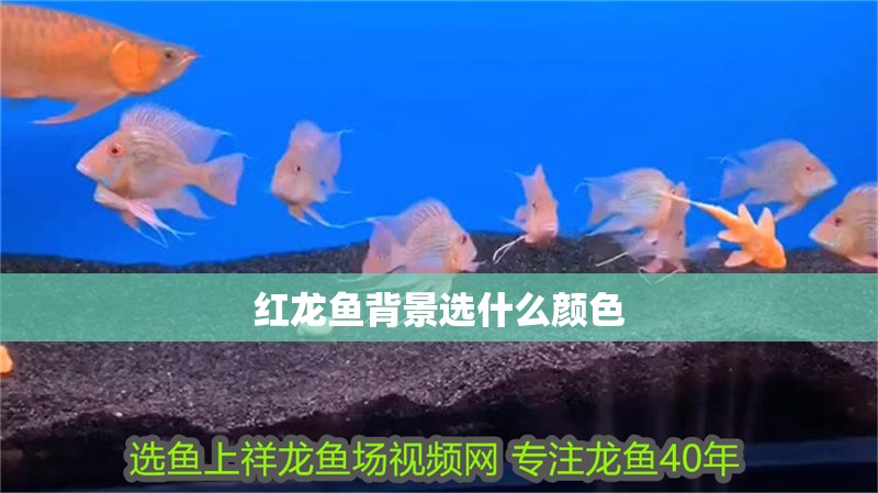 紅龍魚背景選什么顏色