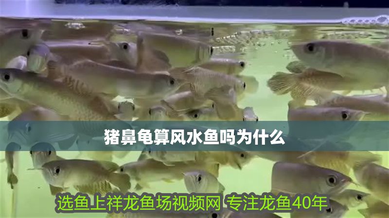 豬鼻龜算風水魚嗎為什么 豬鼻龜百科 第1張 豬鼻龜算風水魚嗎為什么 豬鼻龜算風水魚嗎為什么 豬鼻龜百科 第1張
