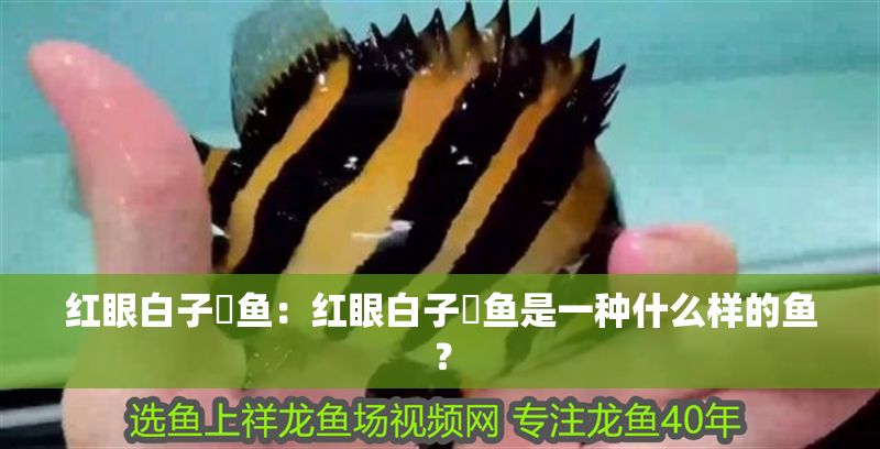 紅眼白子魟魚：紅眼白子魟魚是一種什么樣的魚？