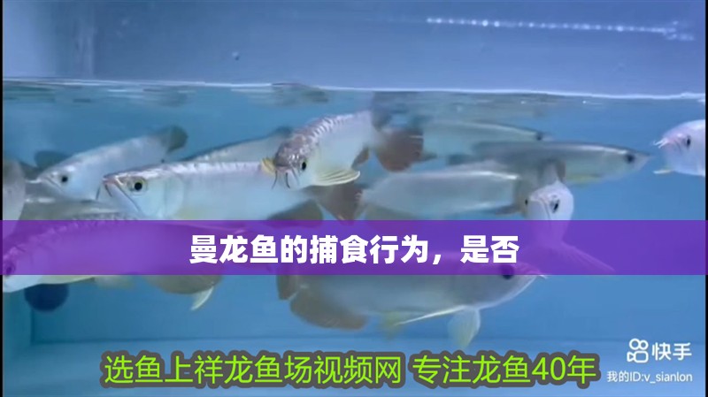 曼龍魚的捕食行為,是否 水族問(wèn)答 曼龍魚的捕食行為,是否 曼龍魚的捕食行為,是否 水族問(wèn)答