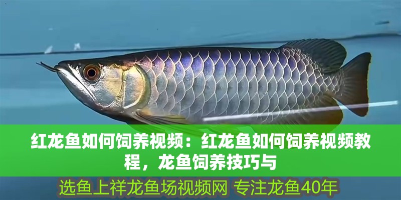 紅龍魚如何飼養(yǎng)視頻：紅龍魚如何飼養(yǎng)視頻教程，龍魚飼養(yǎng)技巧與