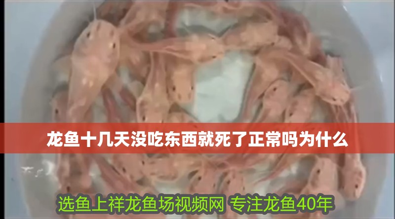 龍魚十幾天沒吃東西就死了正常嗎為什么
