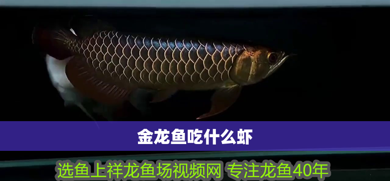 金龍魚吃什么蝦