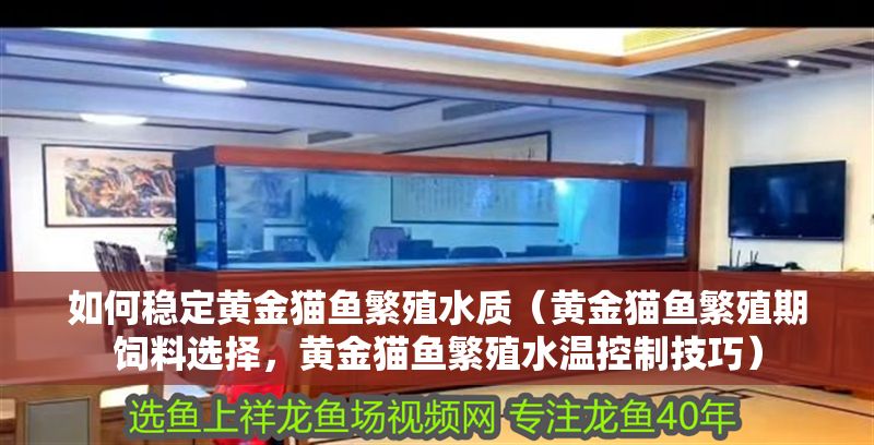 如何穩定黃金貓魚繁殖水質（黃金貓魚繁殖期飼料選擇，黃金貓魚繁殖水溫控制技巧）
