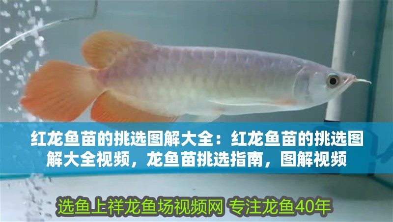 紅龍魚苗的挑選圖解大全：紅龍魚苗的挑選圖解大全視頻，龍魚苗挑選指南，圖解視頻
