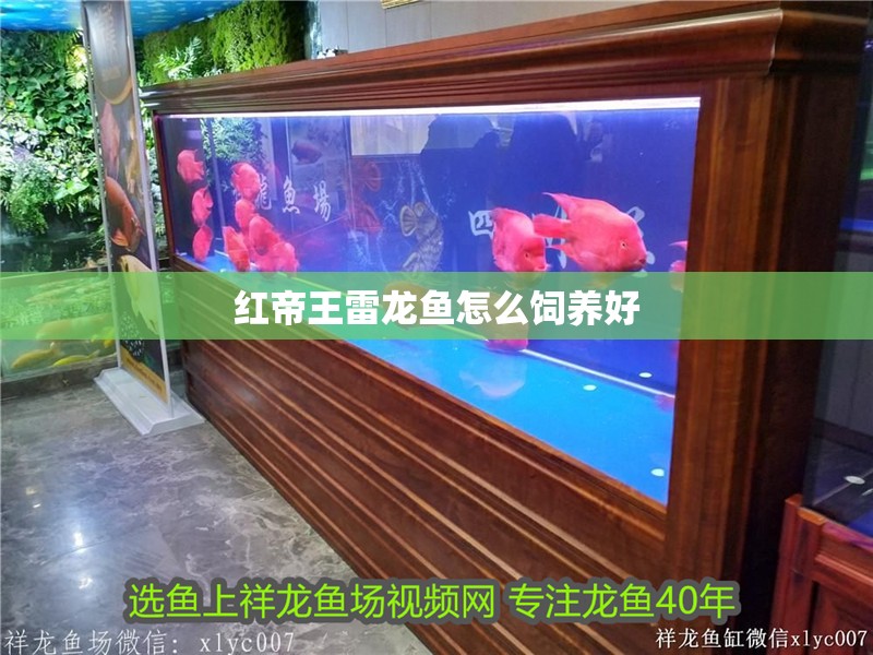 紅帝王雷龍魚怎么飼養(yǎng)好