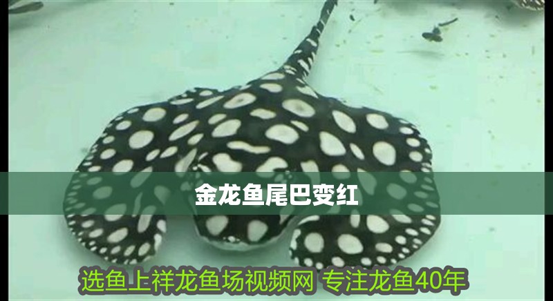 金龍魚尾巴變紅