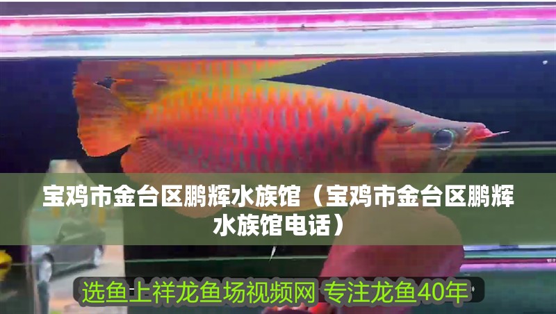 寶雞市金臺區鵬輝水族館（寶雞市金臺區鵬輝水族館電話）