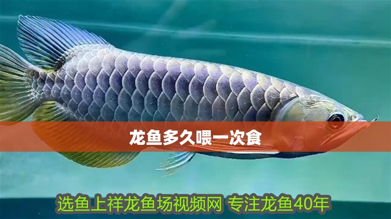 龍魚多久喂一次食