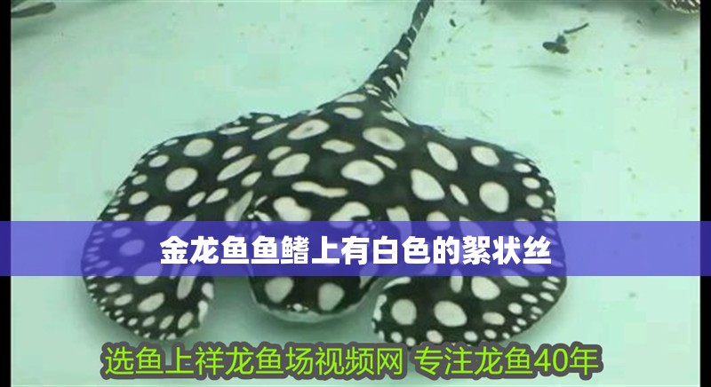 金龍魚魚鰭上有白色的絮狀絲