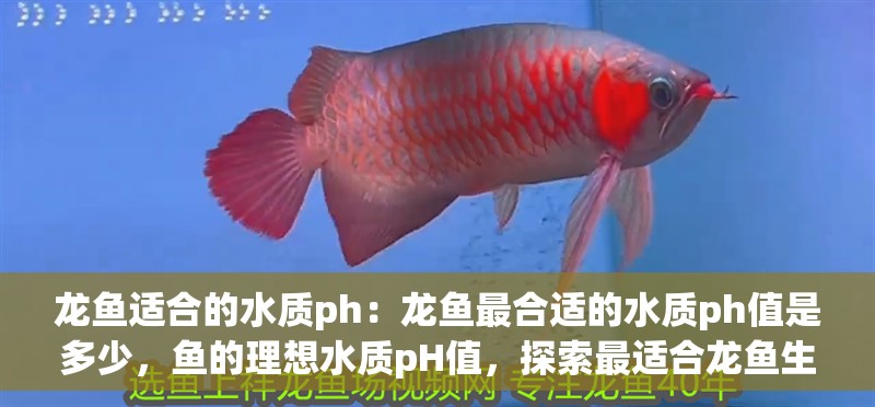 龍魚適合的水質(zhì)ph：龍魚最合適的水質(zhì)ph值是多少，魚的理想水質(zhì)pH值，探索最適合龍魚生存的酸堿度 龍魚適合的水質(zhì)ph：龍魚最合適的水質(zhì)ph值是多少，魚的理想水質(zhì)pH值，探索最適合龍魚生存的酸堿度 水族問答