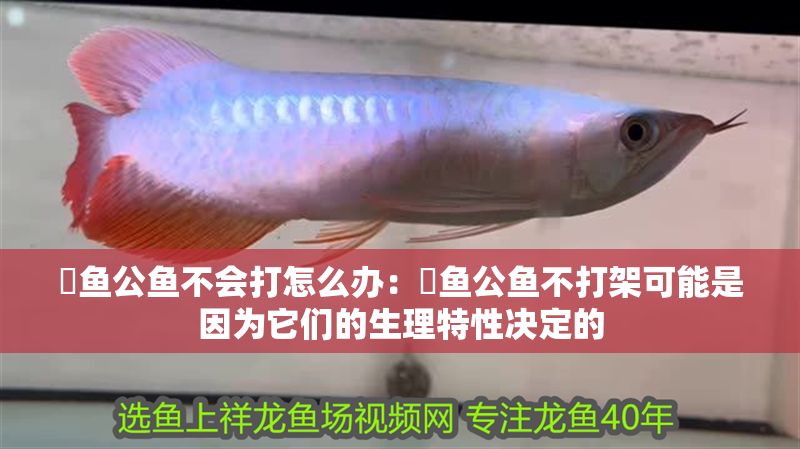 魟魚公魚不會(huì)打怎么辦：魟魚公魚不打架可能是因?yàn)樗鼈兊纳硖匦詻Q定的