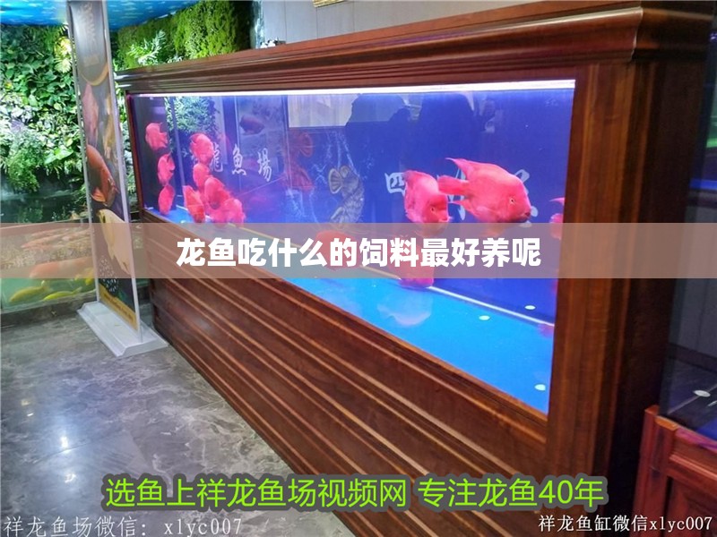 龍魚吃什么的飼料最好養(yǎng)呢